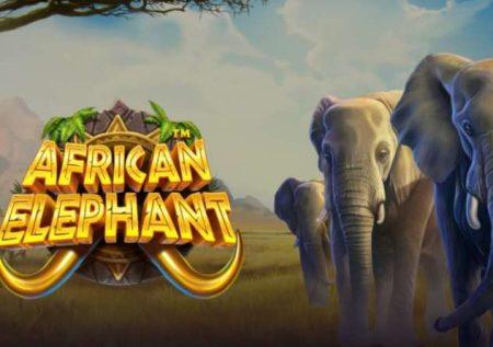 African Elephant